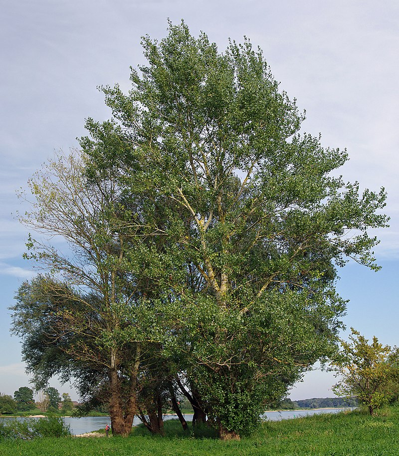 Black poplar (C. Fischer Wikimedia)
